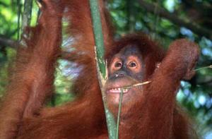 Sumatra